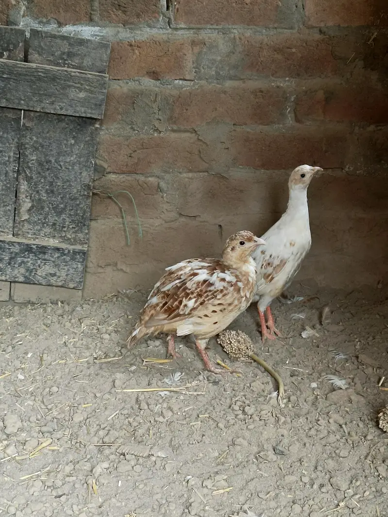 breading pair age one year milky white — photo 3