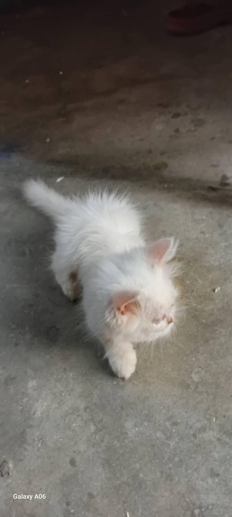 Persian cat 0
