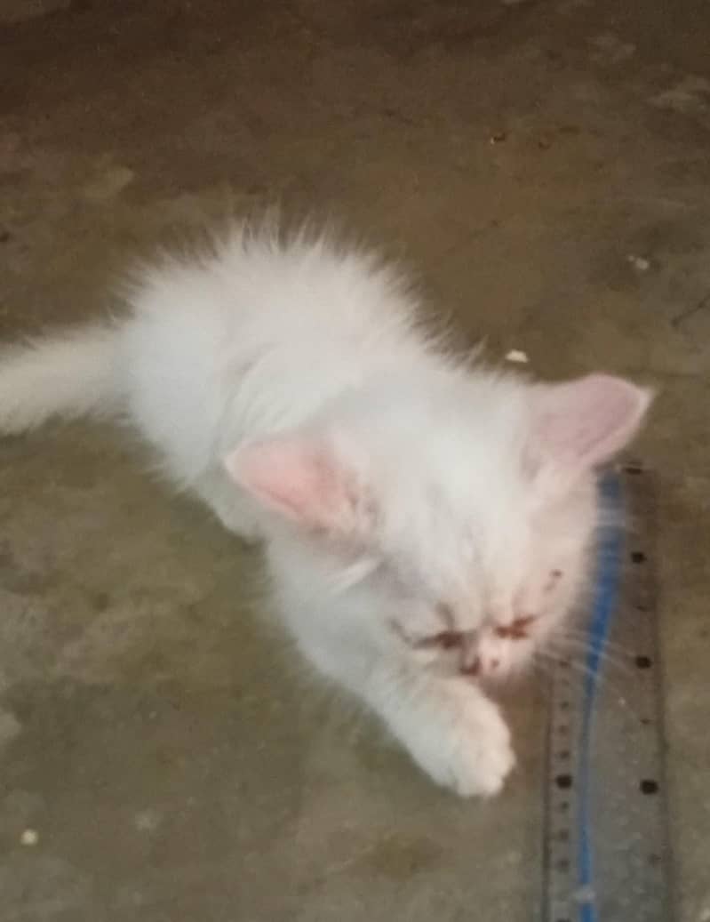 Persian cat 1