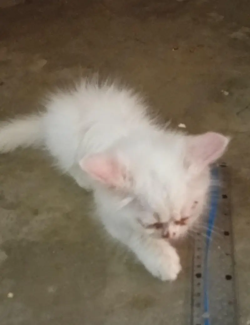 Persian cat — photo 2