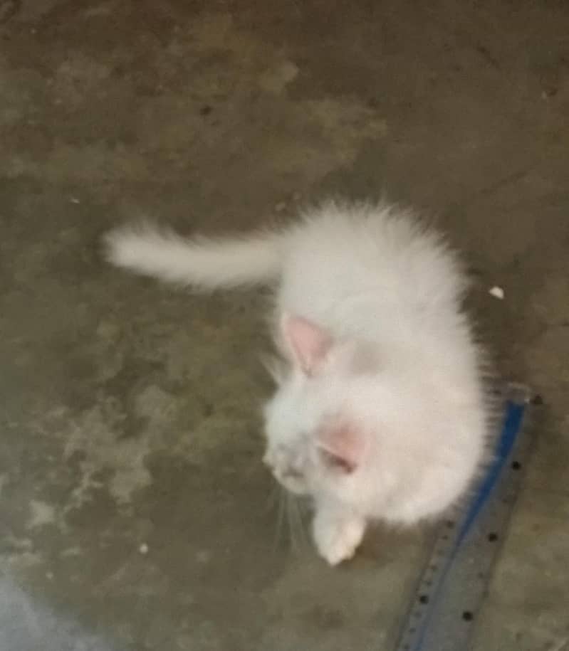 Persian cat 2