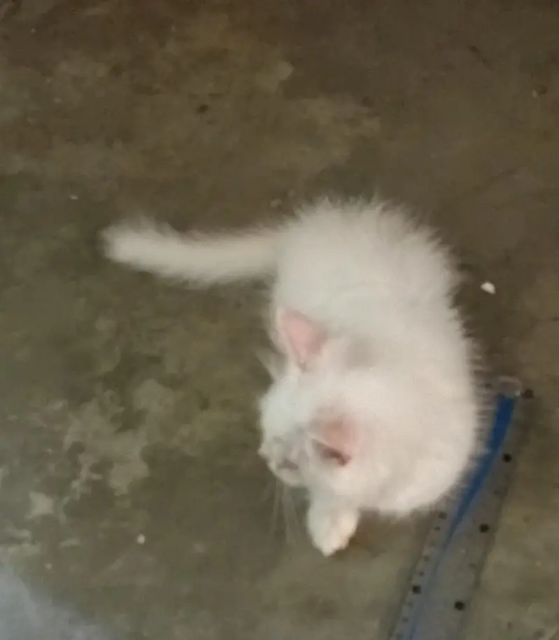 Persian cat — photo 3