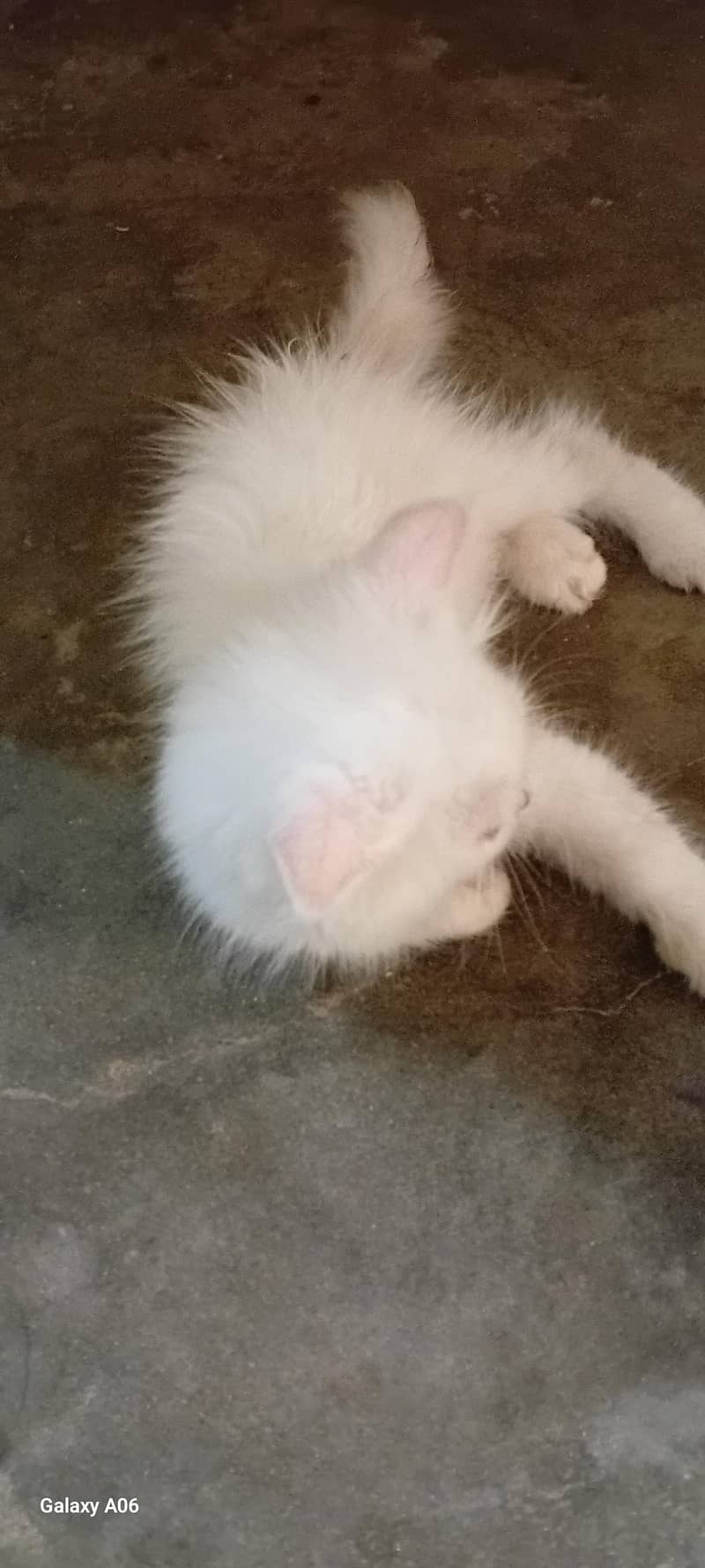 Persian cat 3