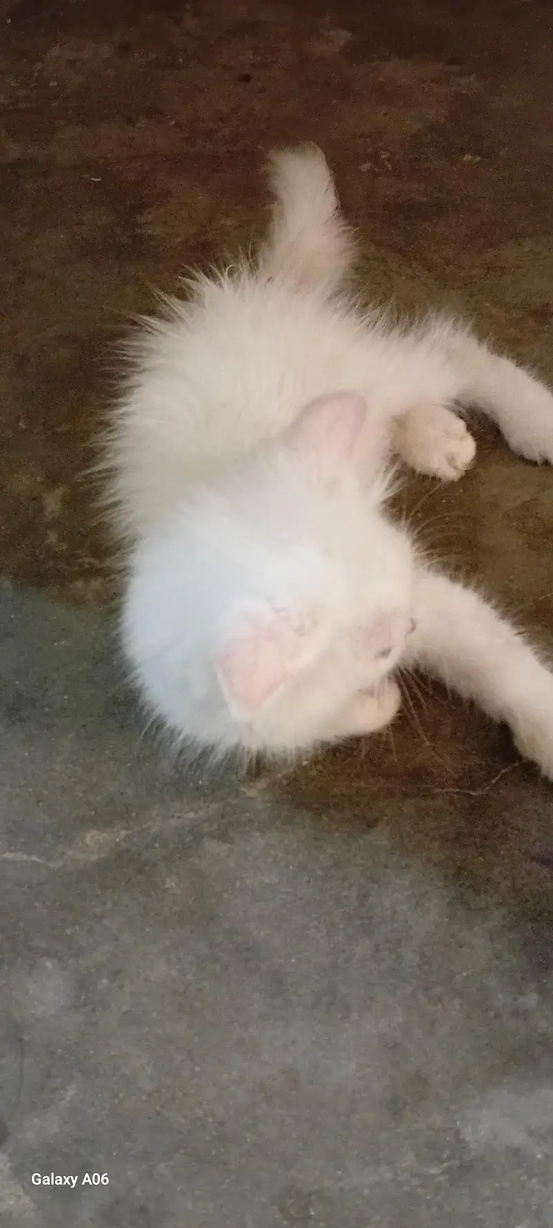 Persian cat — photo 4