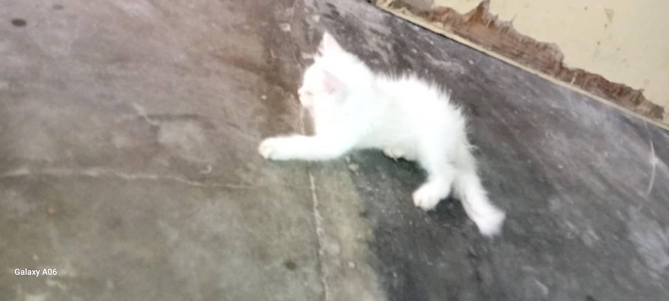Persian cat 4