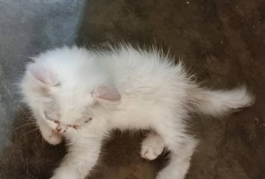 Persian cat 5
