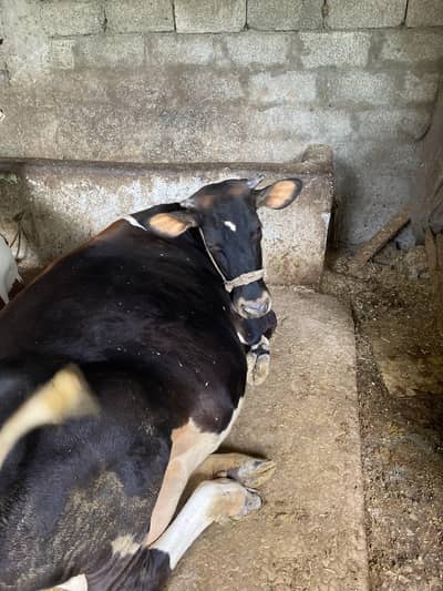 Cow pregnant hai 7 months se
