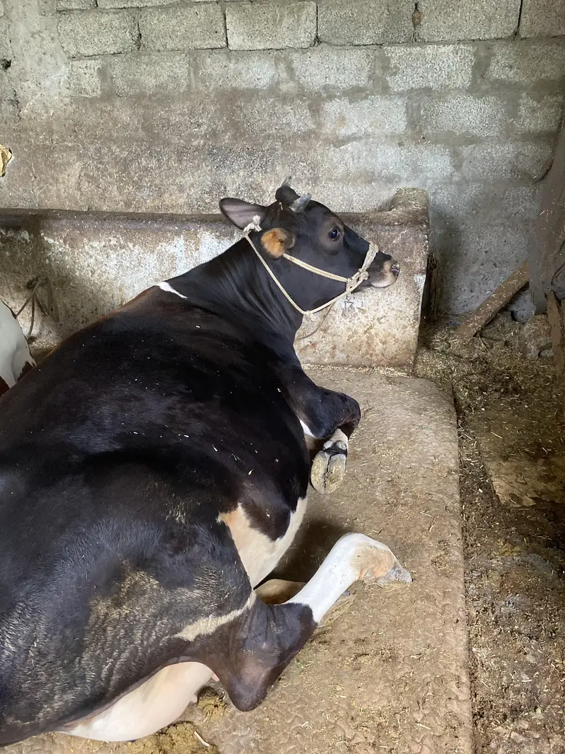 Cow pregnant hai 7 months se — photo 2