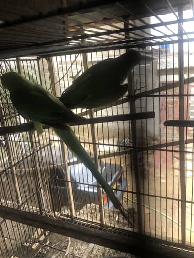 Two Talking ring neck female