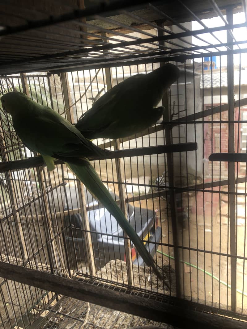 Two Talking ring neck female 0