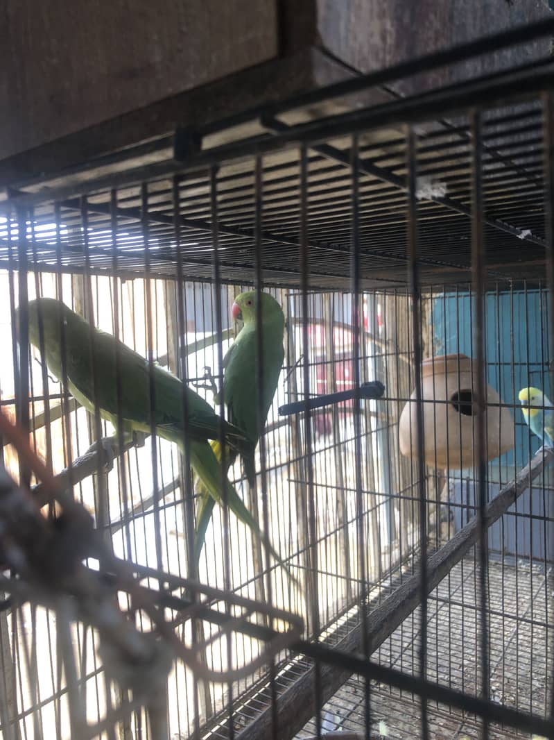 Two Talking ring neck female 1