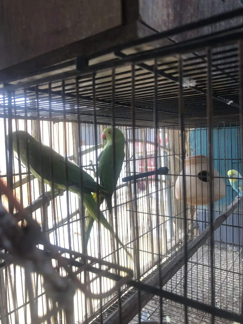 Two Talking ring neck female — photo 2
