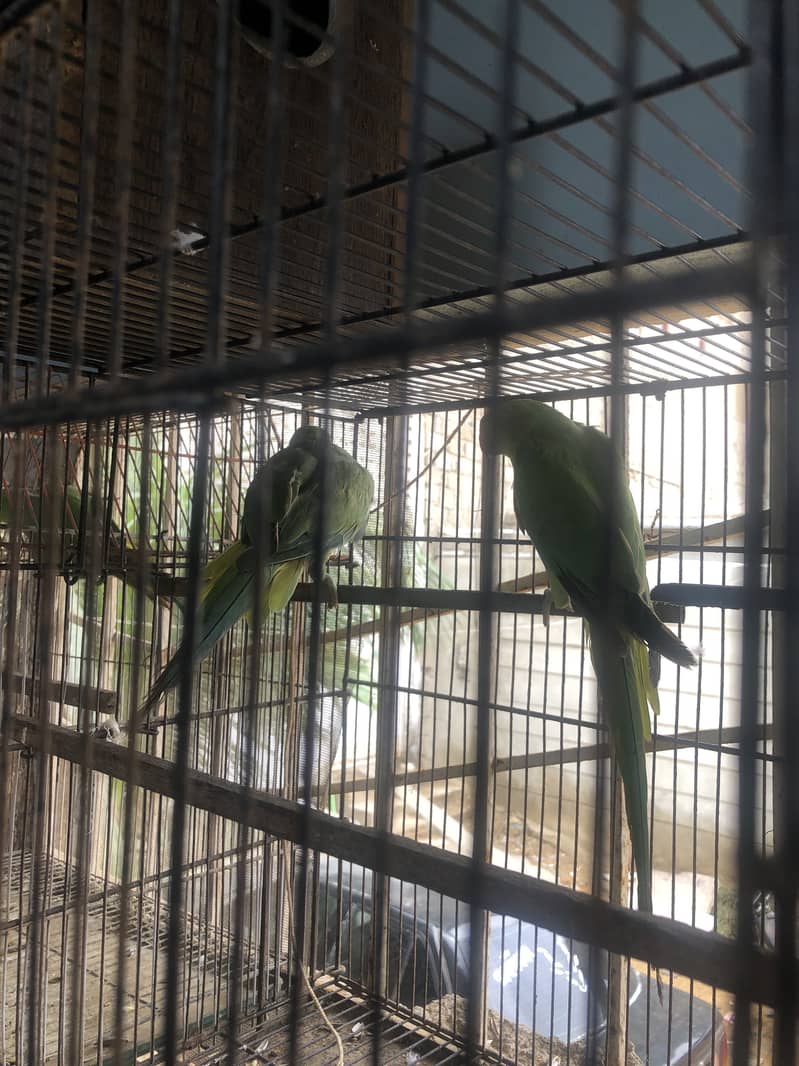 Two Talking ring neck female 2