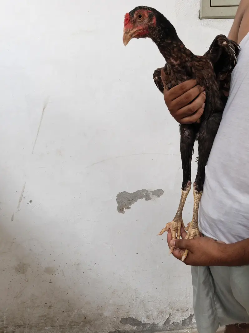 Pkoya aseel — photo 3