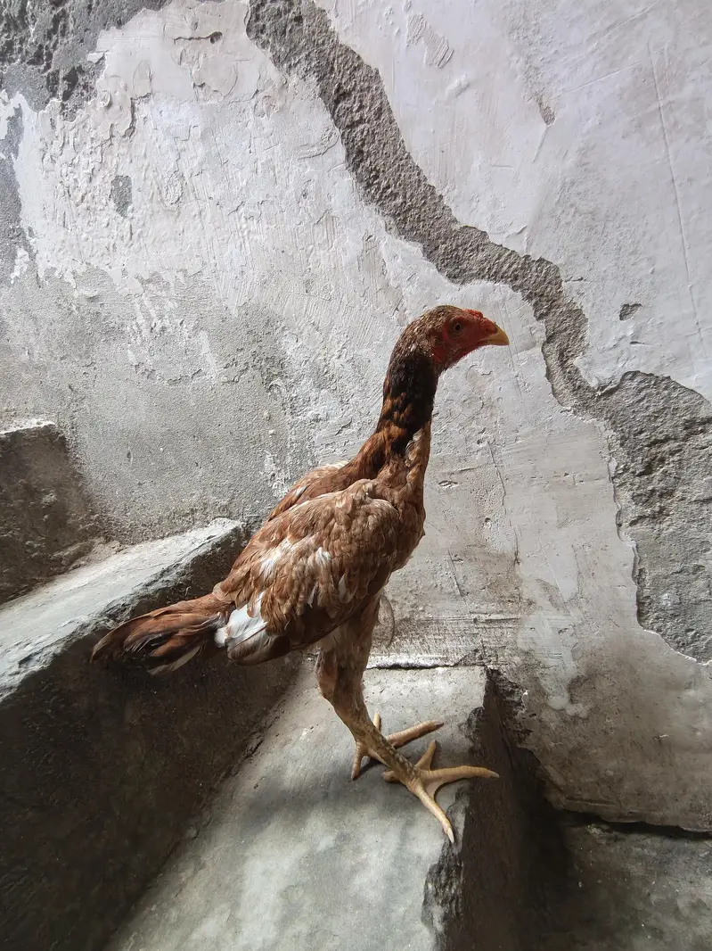 Pkoya aseel — photo 6