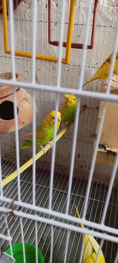 pair Price 1300 paise kam ho jayengai Male single crested Ka hai