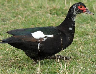 Muscovy ducks pair 4500 rate finally