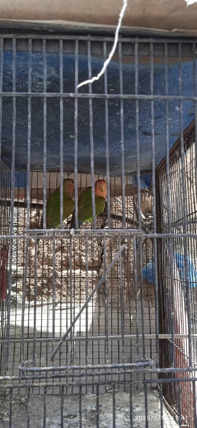 Breeder pair for sale