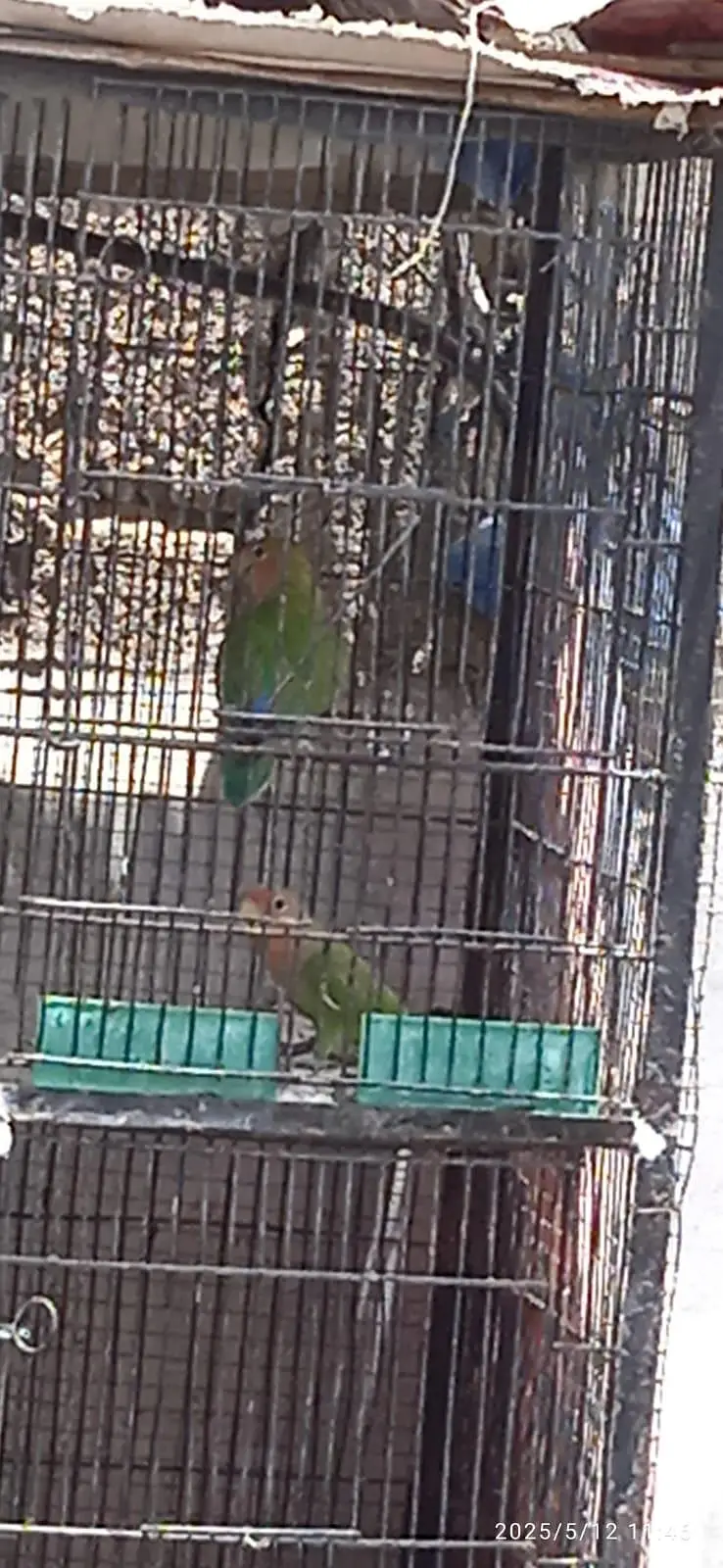 Breeder pair for sale — photo 2