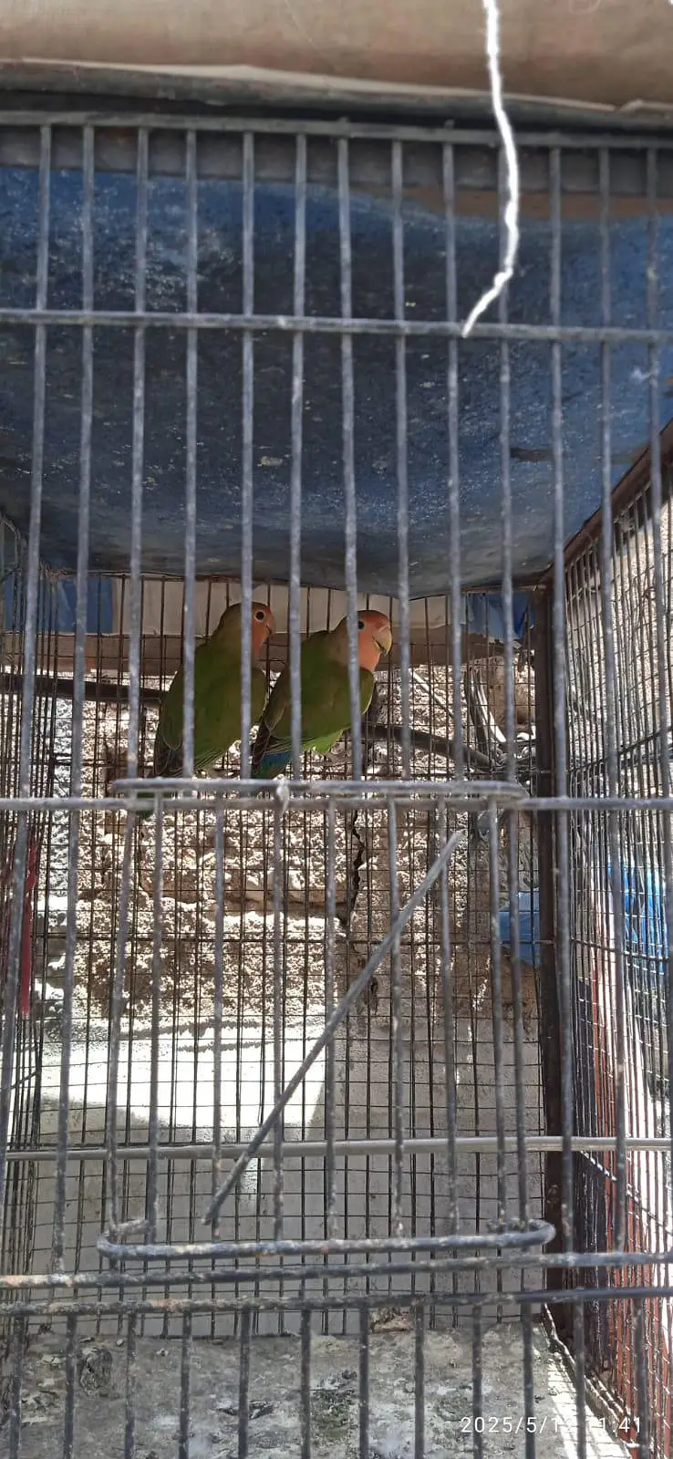 Breeder pair for sale — photo 3
