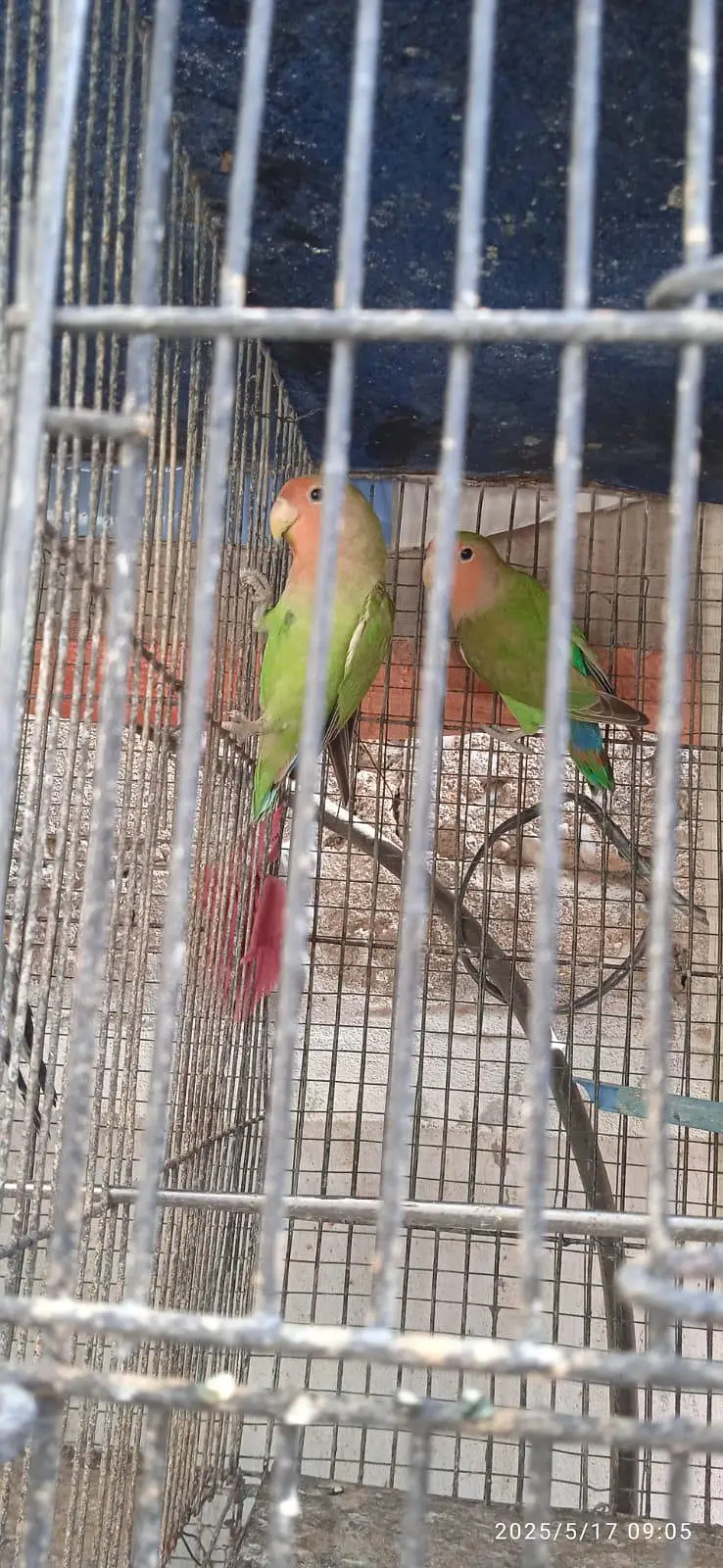 Breeder pair for sale — photo 4