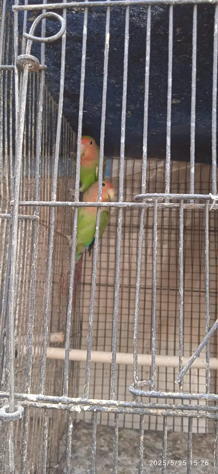 Breeder pair for sale — photo 6