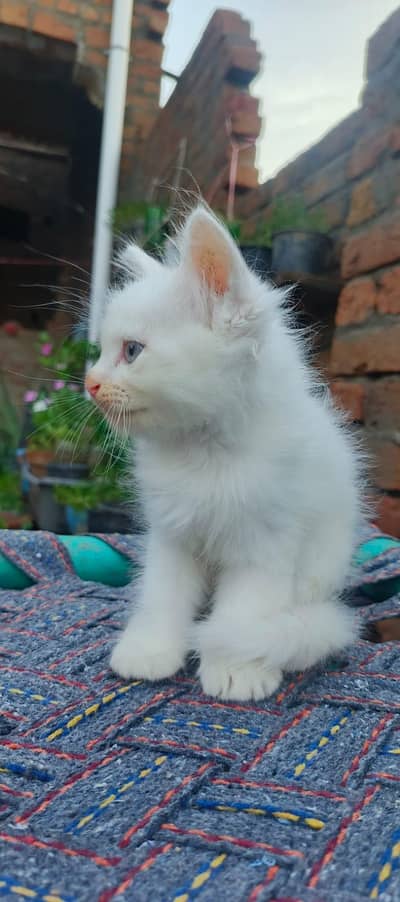 Persian cat k bachay
