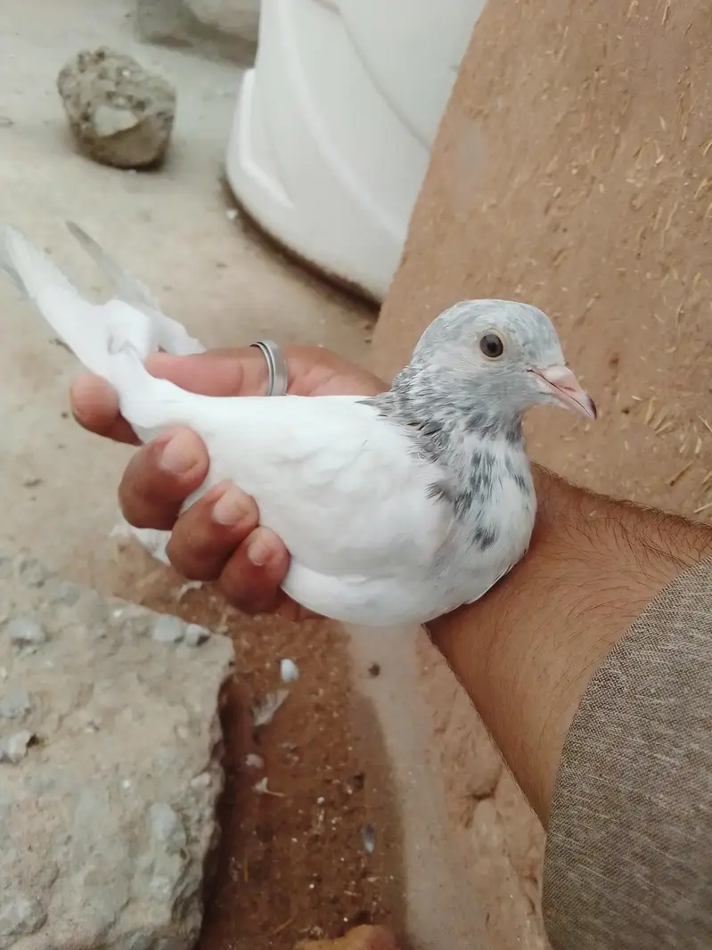 pegion for sale 10 piece wp 03420551556 — photo 3