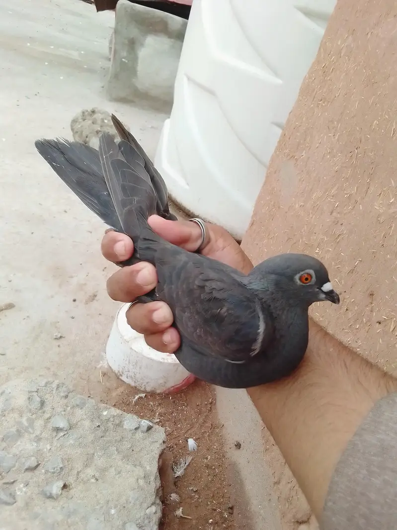 pegion for sale 10 piece wp 03420551556 — photo 4