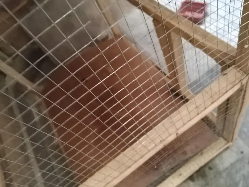 6ft cage for sale — photo 5