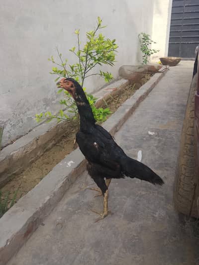black shamo female high quality healthy active bird