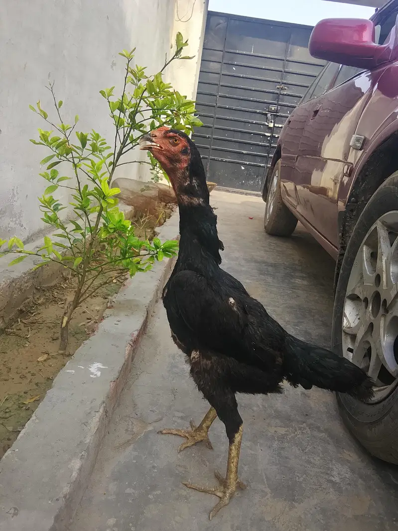 black shamo female high quality healthy active bird — photo 2