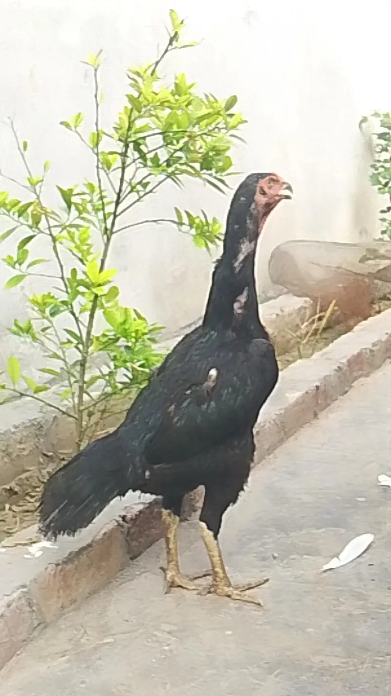 black shamo female high quality healthy active bird — photo 3