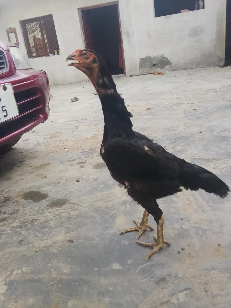 black shamo female high quality healthy active bird — photo 4
