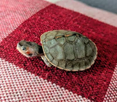 BABY TURTLE 