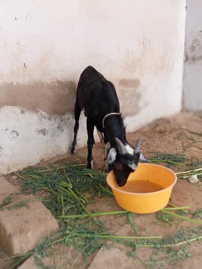 Nigerian Tedda