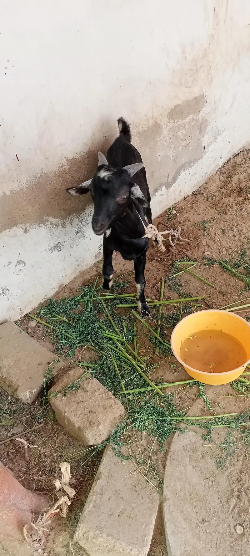Nigerian Tedda — photo 2
