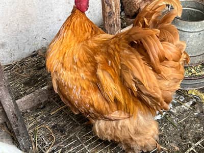Breeder Golden Buff Male and white Buff 100% Healty and Active