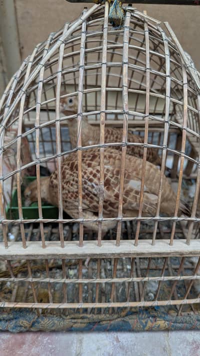 Irani Breeder pair