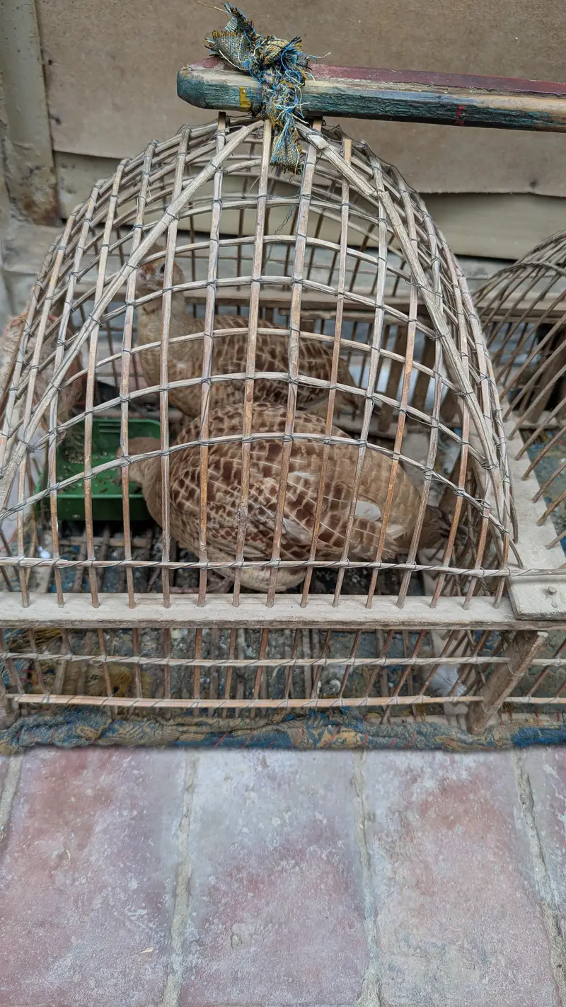 Irani Breeder pair — photo 2