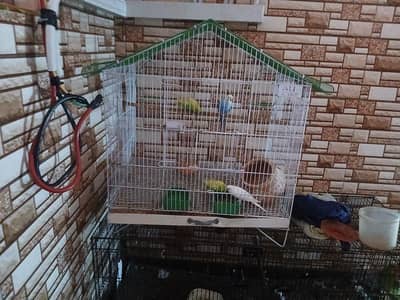BLACK CAGE AND PARROTS FOR SALE