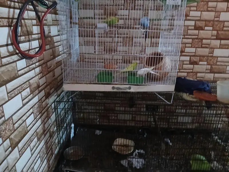 BLACK CAGE AND PARROTS FOR SALE — photo 2