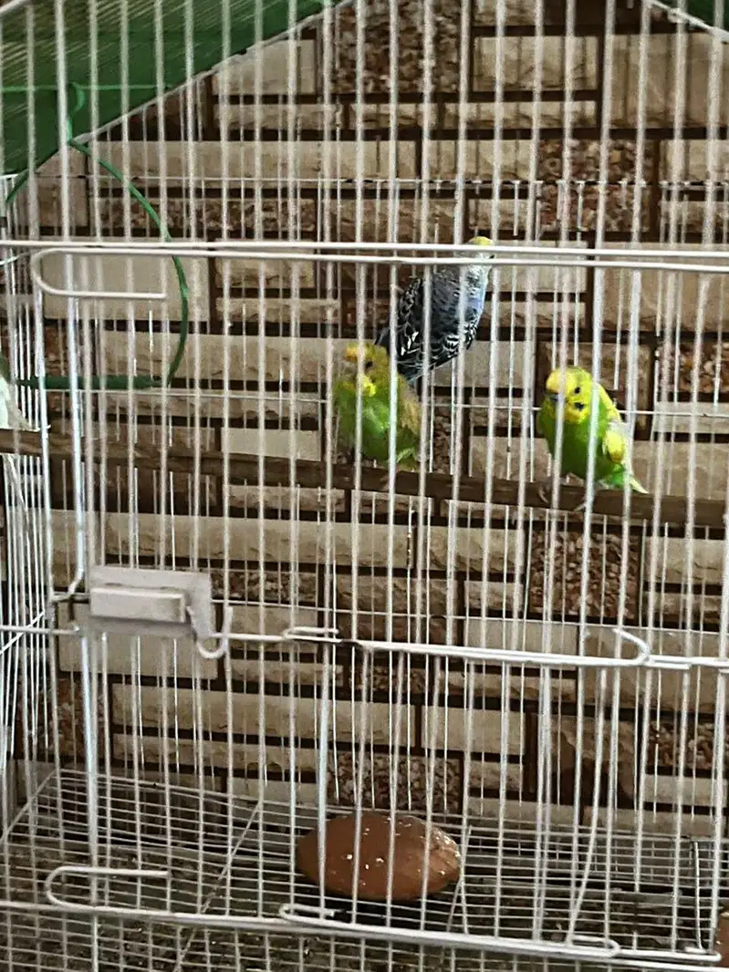 BLACK CAGE AND PARROTS FOR SALE — photo 3