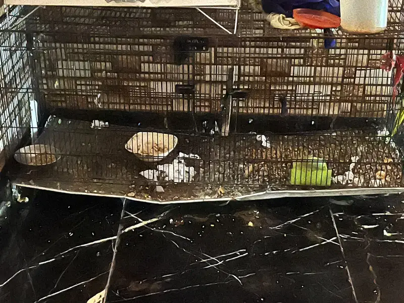 BLACK CAGE AND PARROTS FOR SALE — photo 4