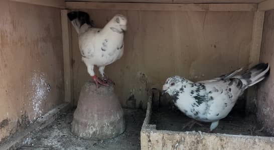 Healthy Breeding Pigeons