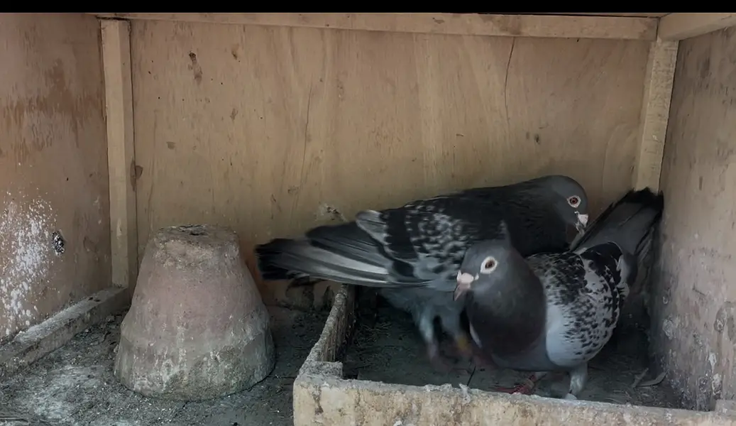 Healthy Breeding Pigeons — photo 2