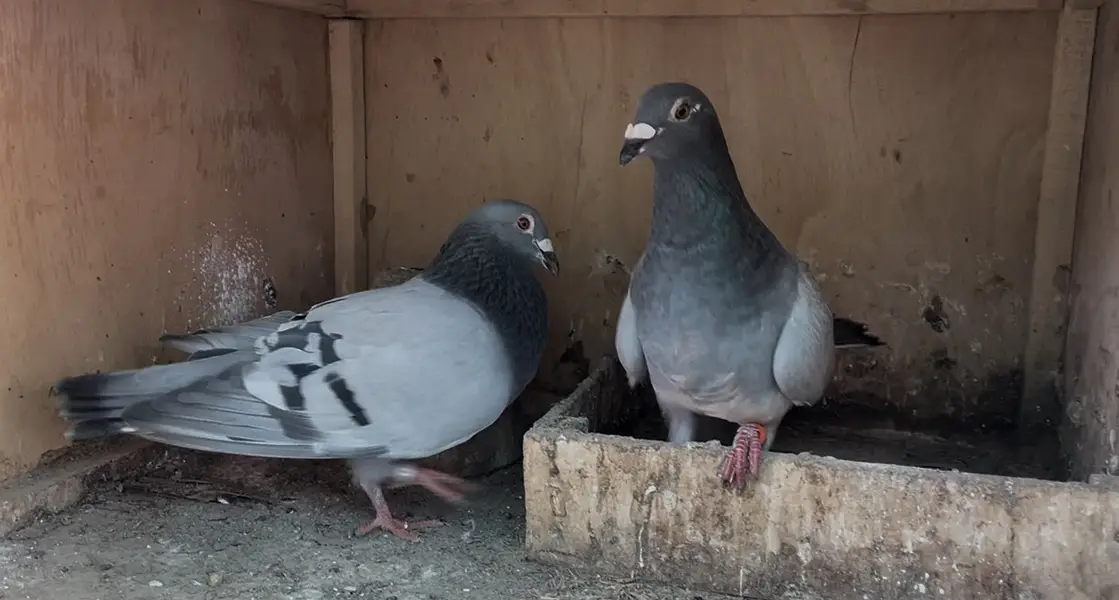 Healthy Breeding Pigeons — photo 3