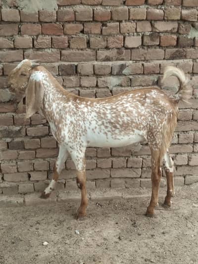5 bakry For Slae (Makhi Cheni Nasal)