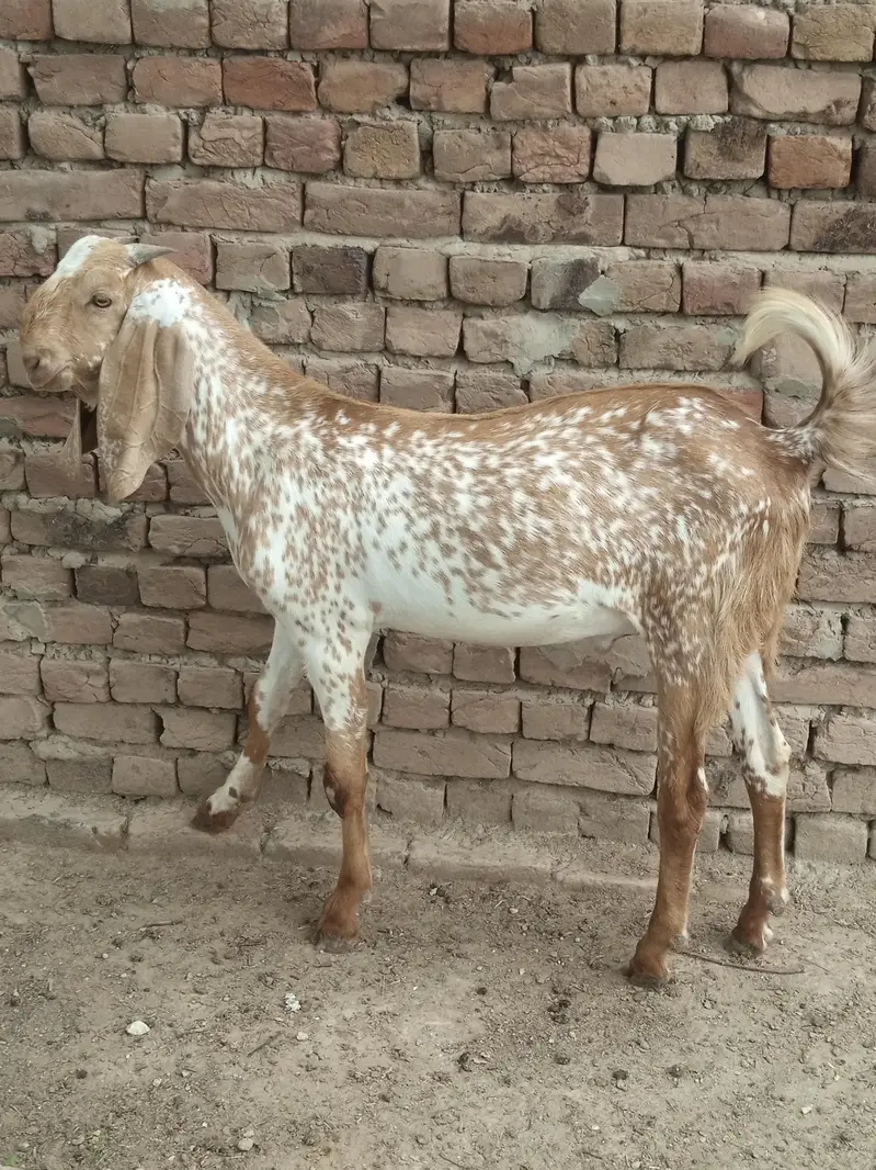 5 bakry For Slae (Makhi Cheni Nasal) — photo 2