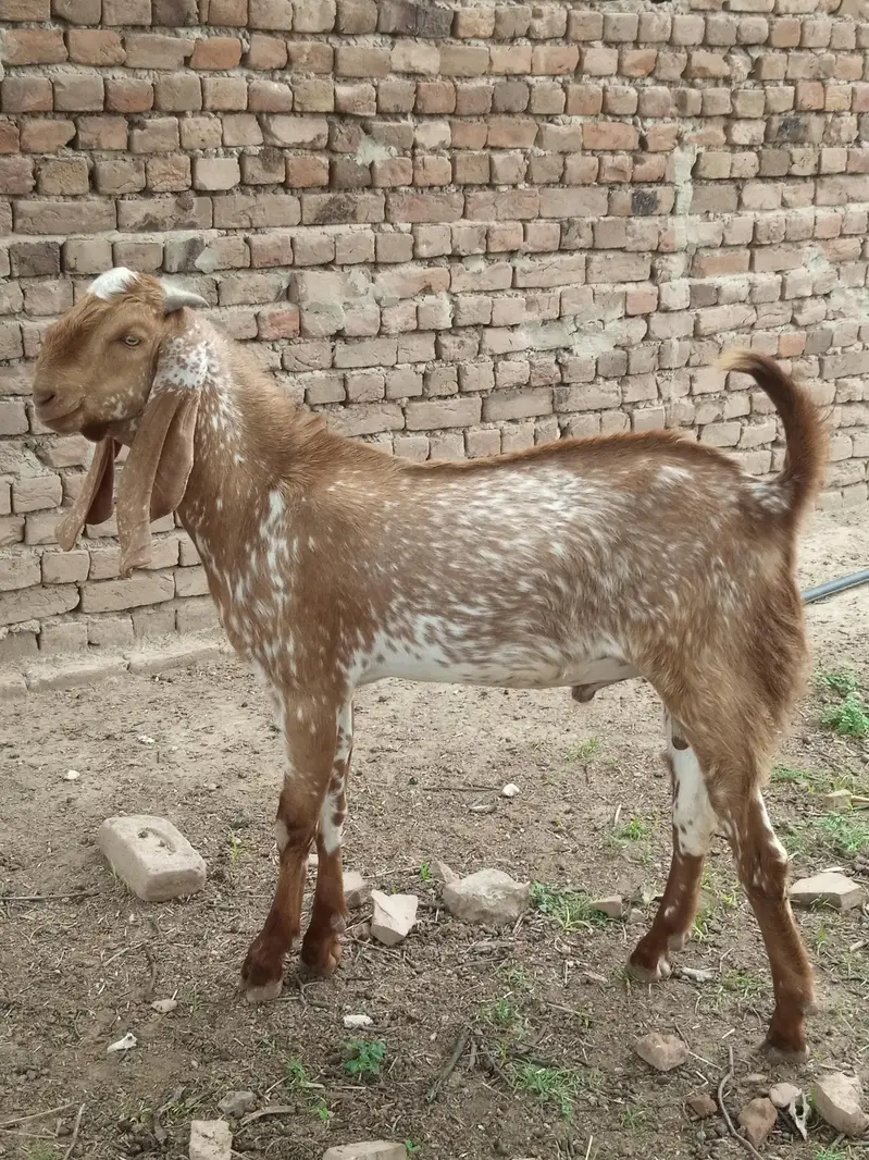 5 bakry For Slae (Makhi Cheni Nasal) — photo 3